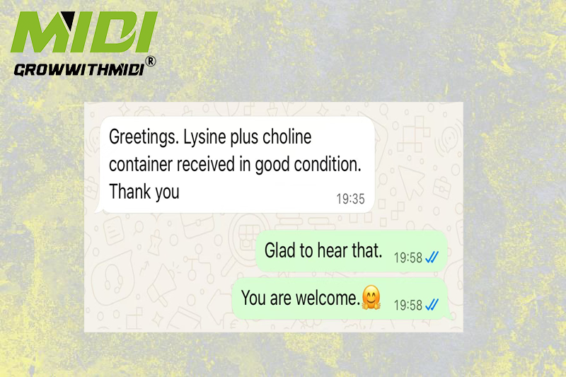 Lysine good feedback